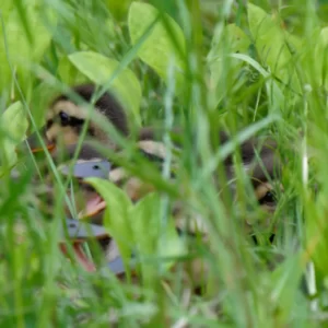 草むらに隠れるカルガモの雛